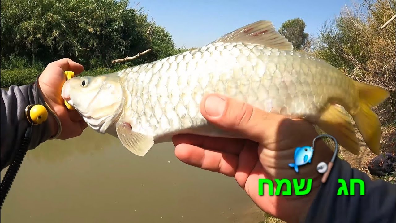 חג דיג שמח יום מלא דגים קפיצות מטורפות וחזיר בר ענקק 🐗🐬🎣🐟 ultra light fishing in the river 