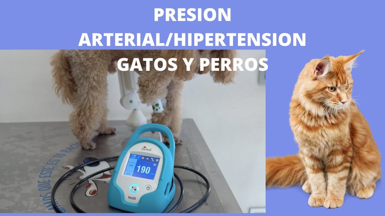 PRESION ARTERIAL//HIPERTENSION EN  GATOS Y PERROS