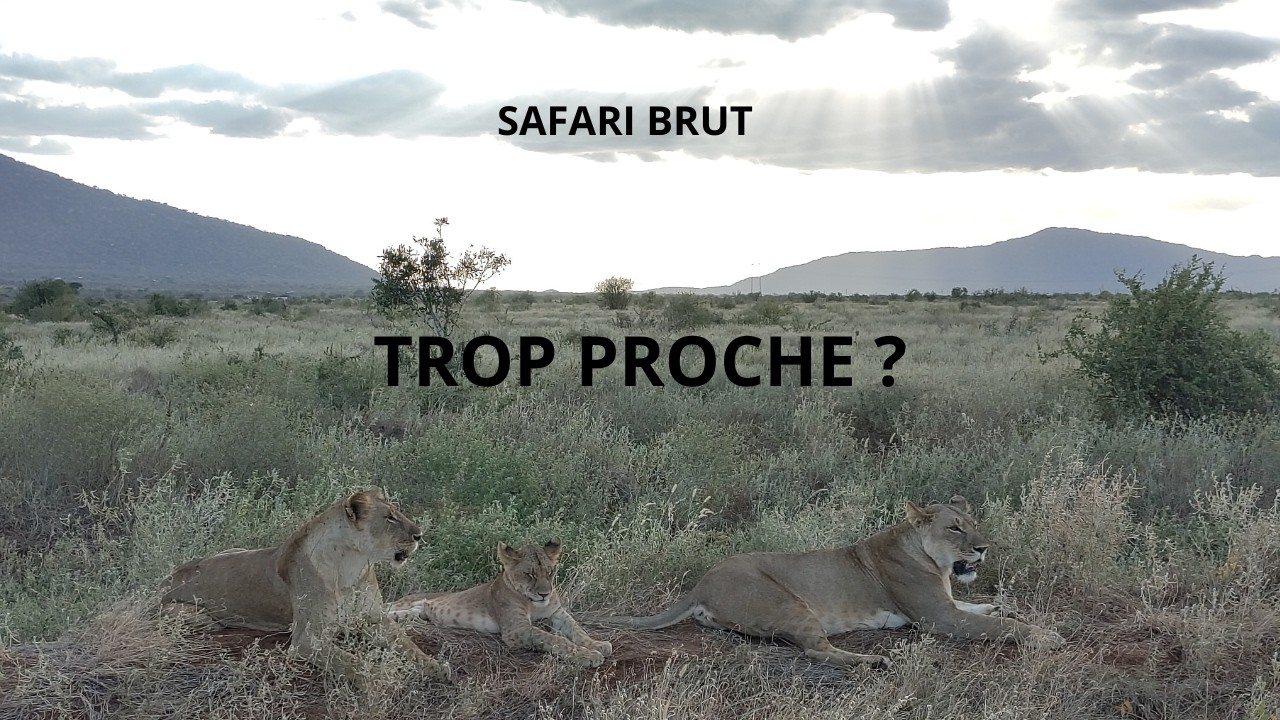 Tsavo East #safari  🇰🇪 | #Lions, #éléphants, #girafes… immersion brute en #savane #africa #voyage