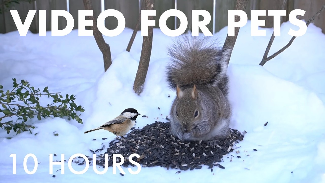 Cat TV for Pets to Watch 🐱 - 10 hours of Backyard Birds and Squirrels in the Snow - Feb 22, 2026