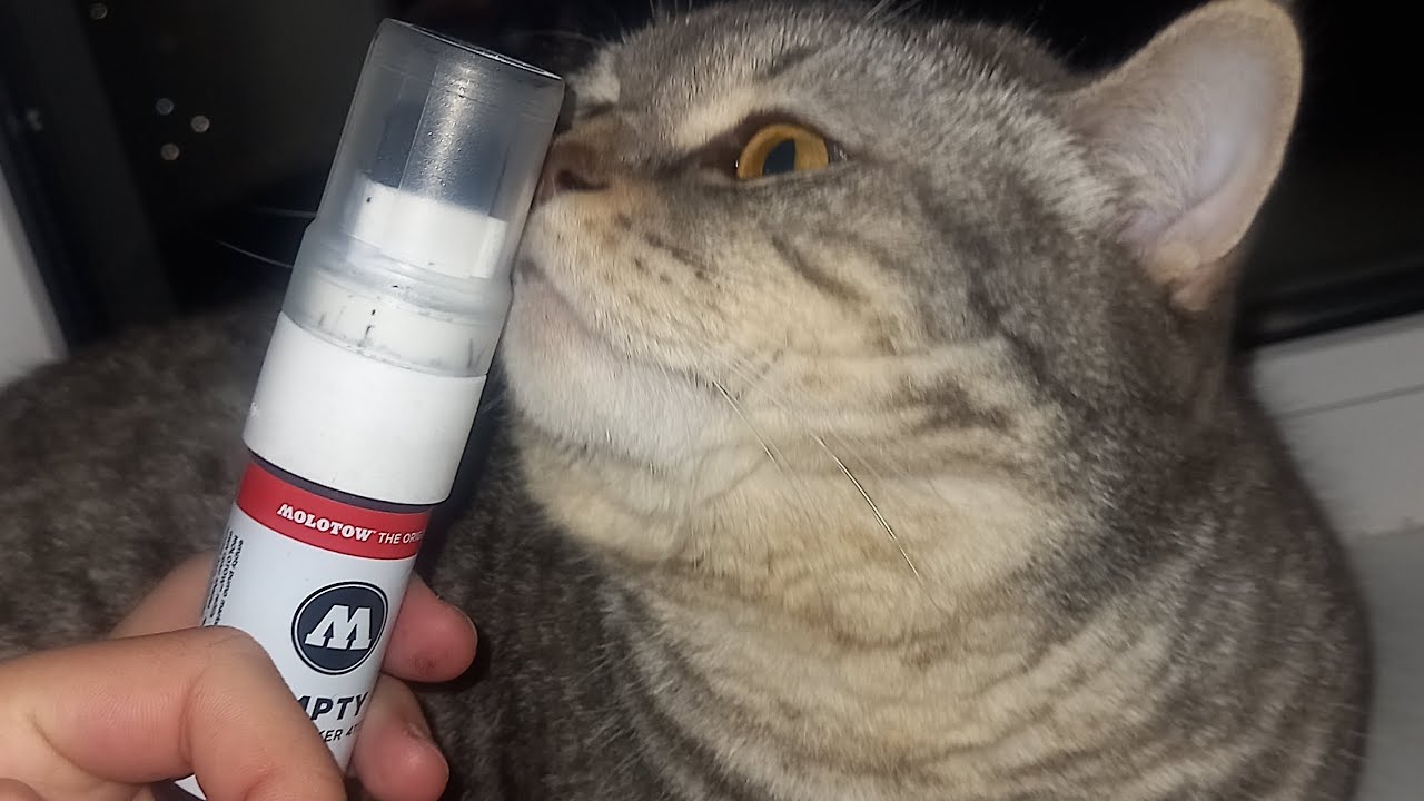 купил молотов 411 ем обзор тегаем с works mark on masker