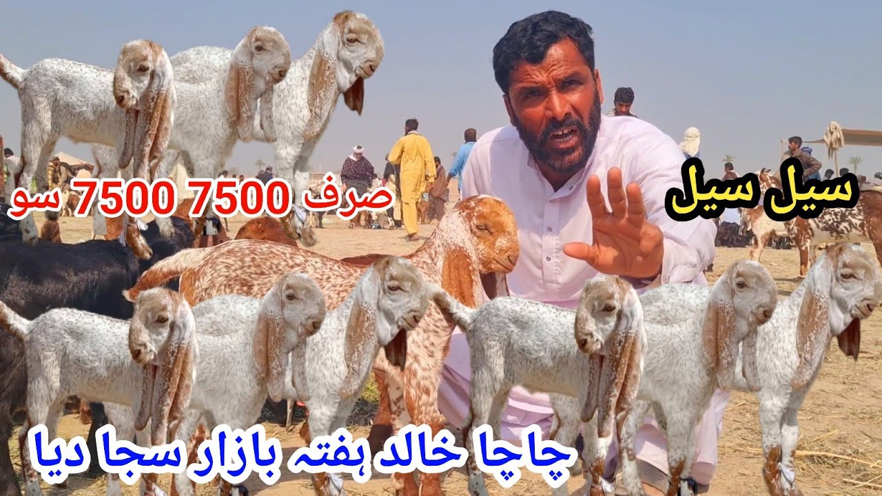 21 February 20267500 75 00 قیمت صرف علی گوٹ فارم کال نمبر 03127009575