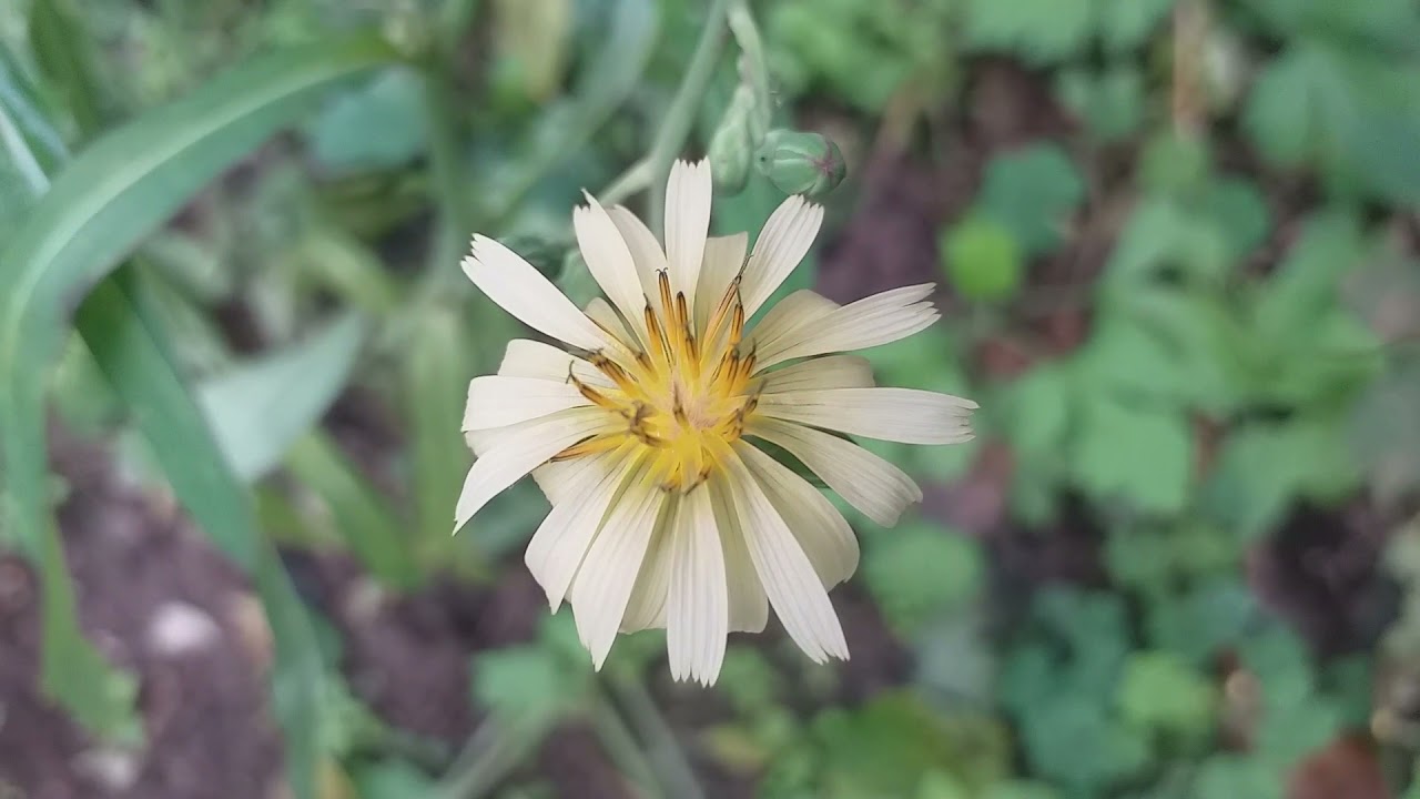 가는잎 왕고들빼기와 사데풀꽃