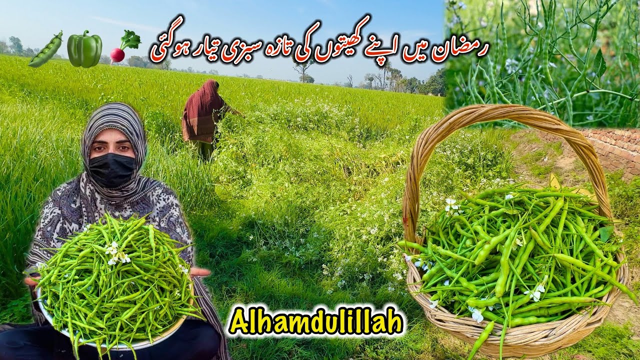 Meri Lgae Hoe Sabzi Tyaar Hogae 😍 Mongray Harvesting 🫛 Organic Radish Pods | Hamza Sidhu 