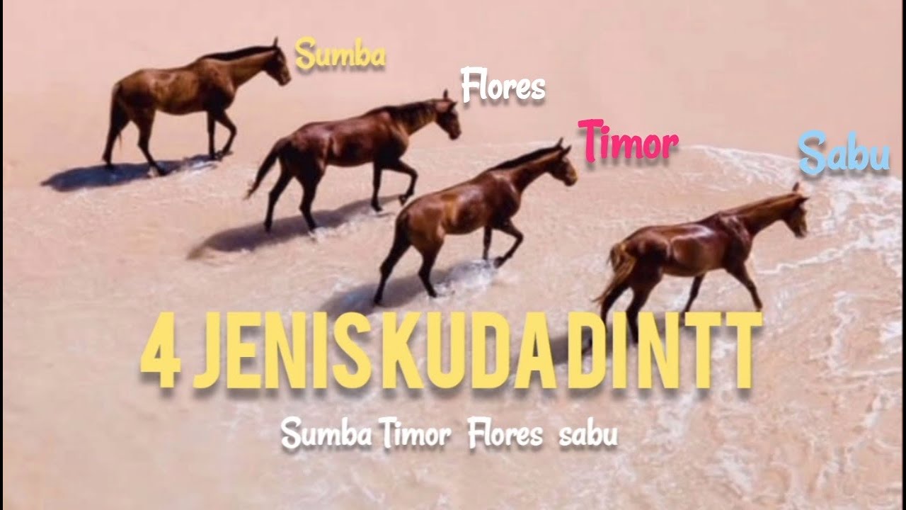 🔴 MENGENAL 4 JENIS KUDA ASLI DI NTT