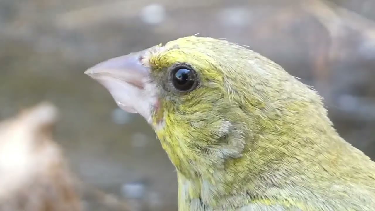 Agua fuente de vida.🐦🐦🦜🦜🥰