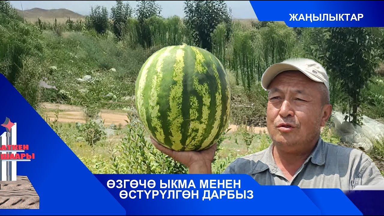 ӨЗГӨЧӨ ЫКМА МЕНЕН ӨСТҮРҮЛГӨН ДАРБЫЗ