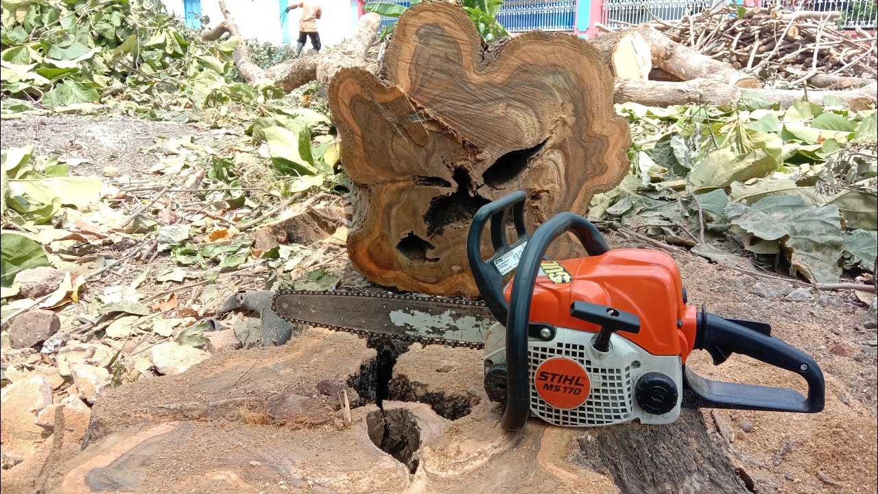 Распиловка тикового дерева - бензопила STIHL MS 170