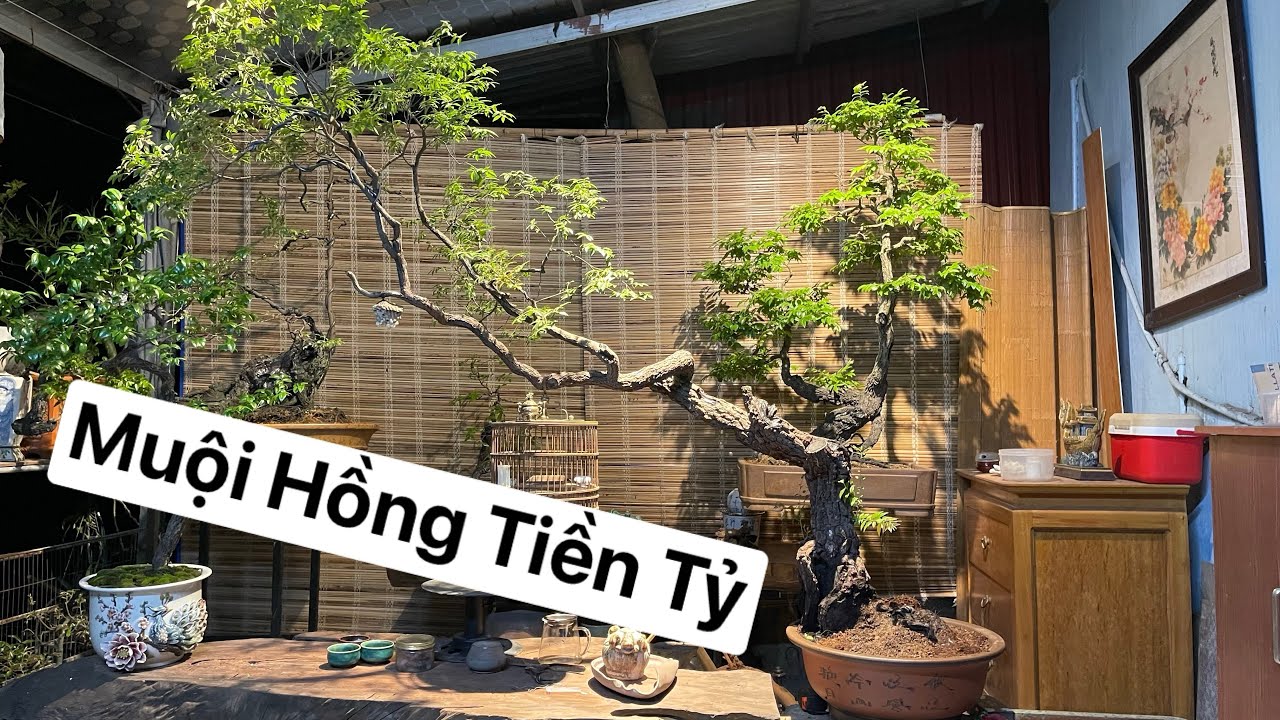 Muội Hồng tiền tỷ