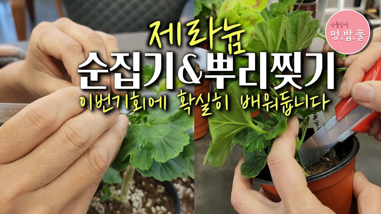 제라늄, 뿌리찢기&순집기