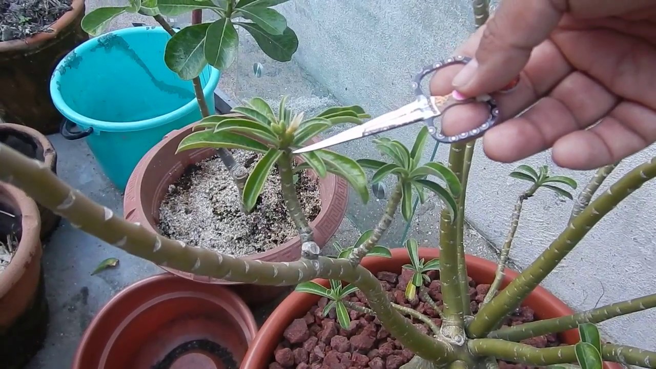Adenium polinizar para obtener semillas. Estetico