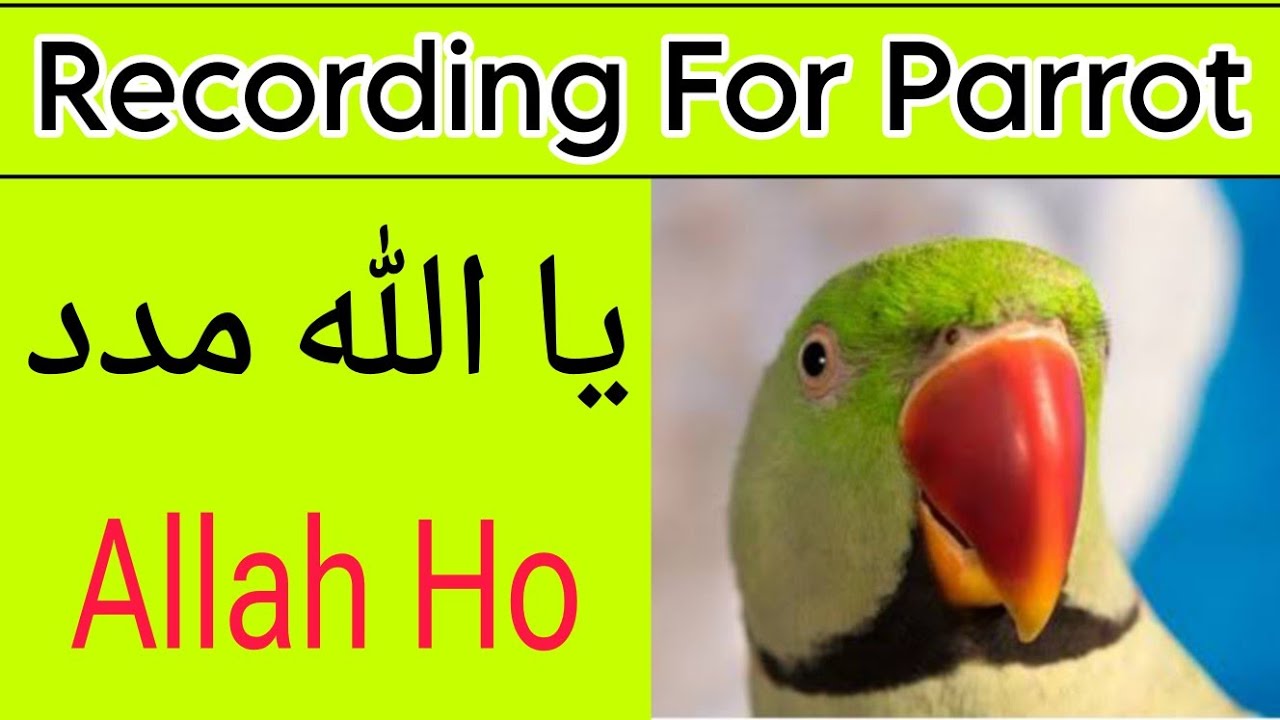 Recording for parrot | How to train a parrot to talk Ya Allah Madad and Allah ho