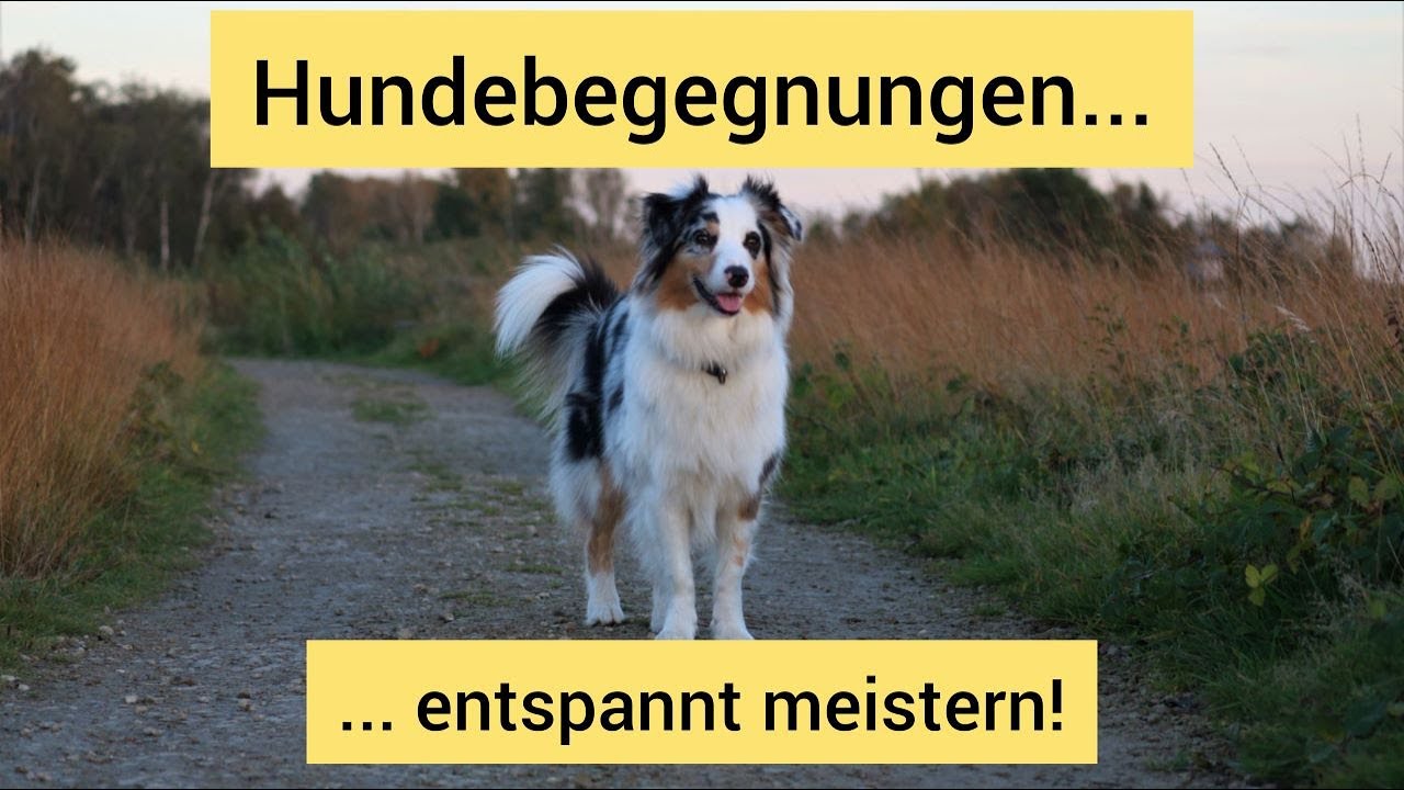 So lernt dein Hund, entspannt an anderen Hunden vorbeizugehen | Hundebegegnungen trainieren