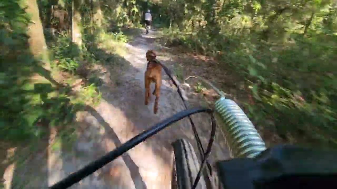 Bikejoring Vizsla