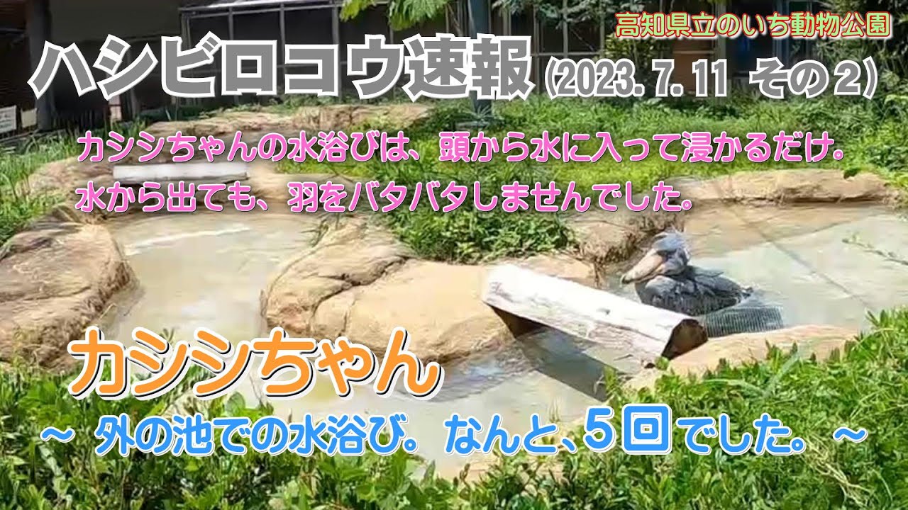 2023/07/11、カシシちゃん、外の池での水浴び。なんと、5回でした。【のいち動物公園、ハシビロコウ速報(その2)】