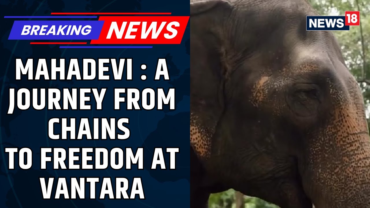 Mahadevi The Elephant: A Journey From Chains To Freedom At Vantara | Vantara Elephant News