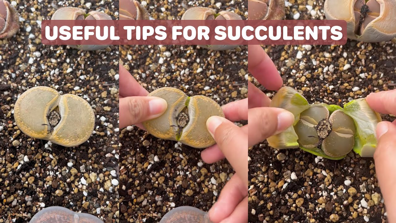 Useful Tips for Your Succulents - Part 16 | 多肉植物 | 다육이들 | Suculentas