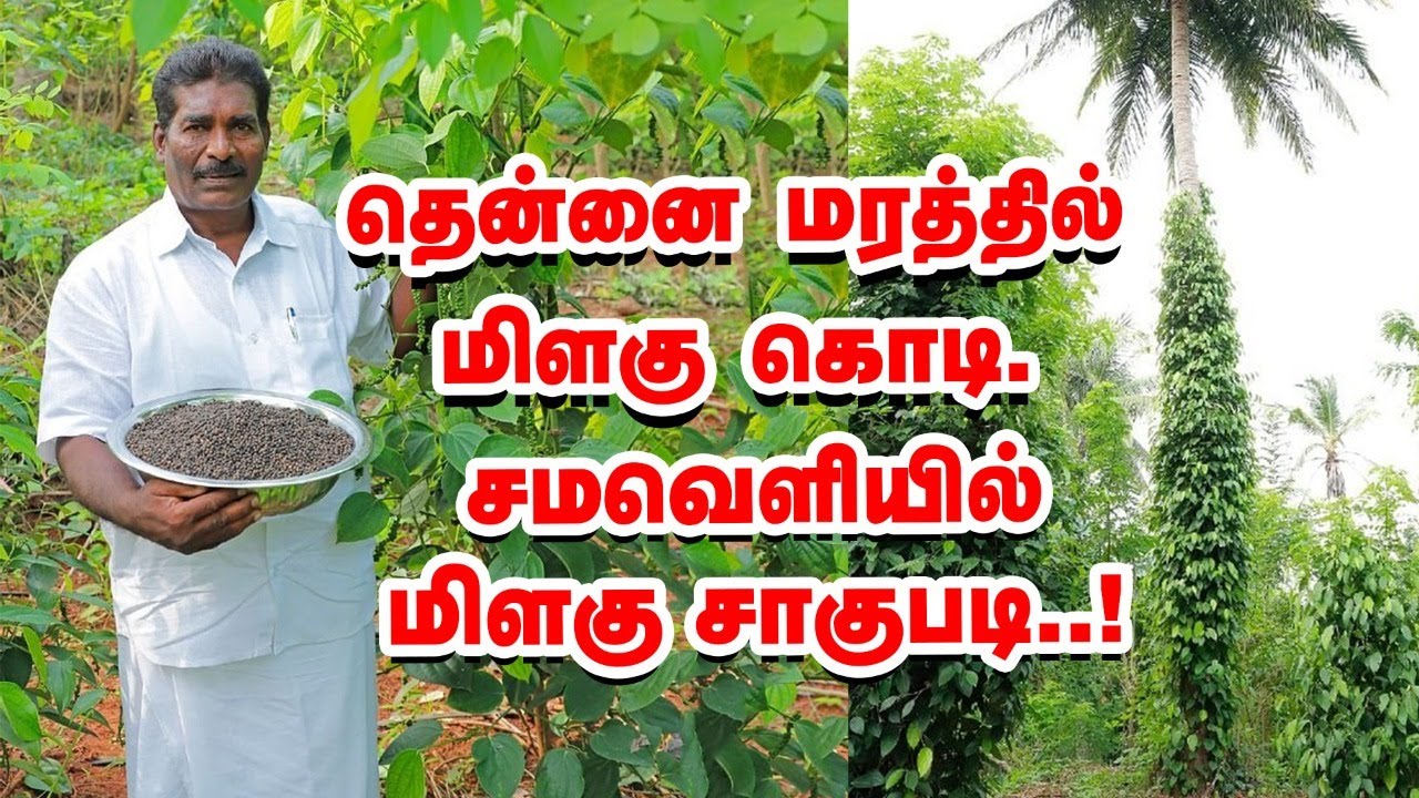 அரிய செடி மிளகு சாகுபடி.. தரையில் இருந்தே பறிக்கலாம்! Pepper Cultivation