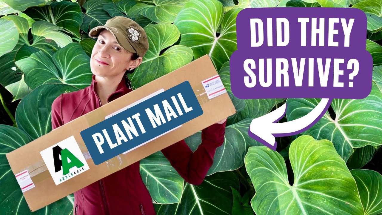 Import Plant Haul! Will Aroid Asia's IMPROVED Plant Shipping Method Win Me Over?