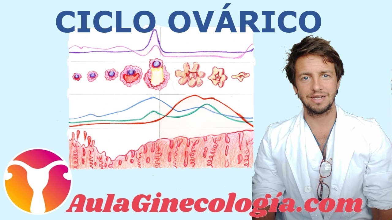 CICLO OV&Aacute;RICO: Explicaci&oacute;n del ciclo menstrual y hormonal  - Ginecolog&iacute;a y Obstetricia -