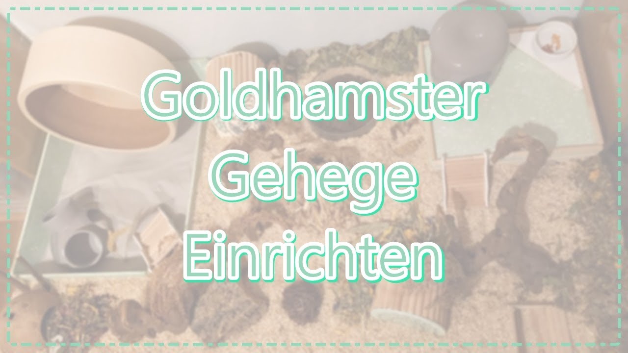 Goldhamster Gehege Einrichten | Artgerecht | FranzisPflegeKiste