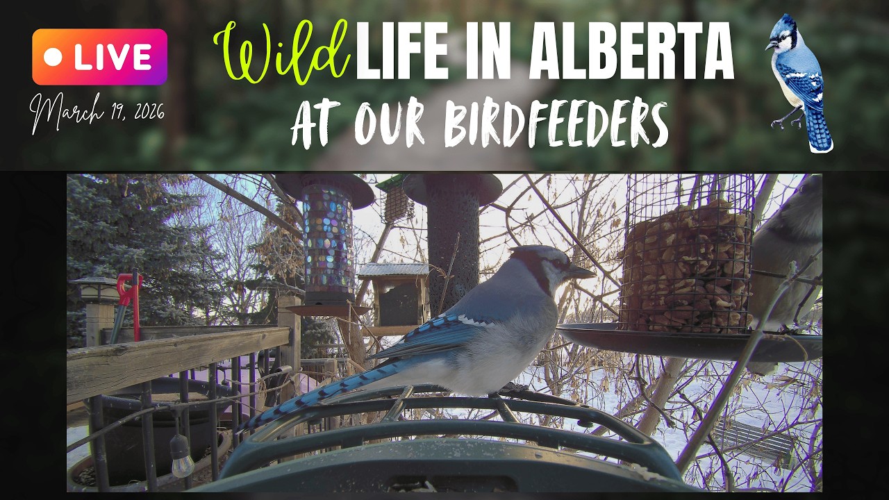 Live from our Birdfeeders in north-central #Alberta #Canada #birds #livestream #livecam #countrylife