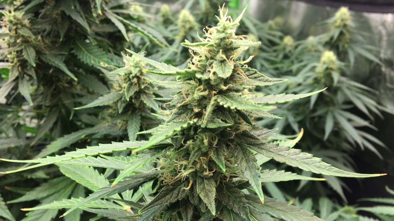 10 Weeks from seed, AK48 Autoflower Grow Update