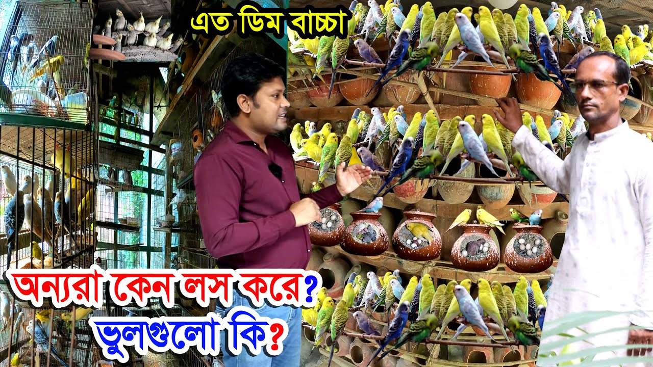 পাখির খামার শখ থেকে সাফল্য | পাখি পালন করি বাজরিগার, প্লিজ পাখি, কোকো ডাইল পাখি | beautiful birds