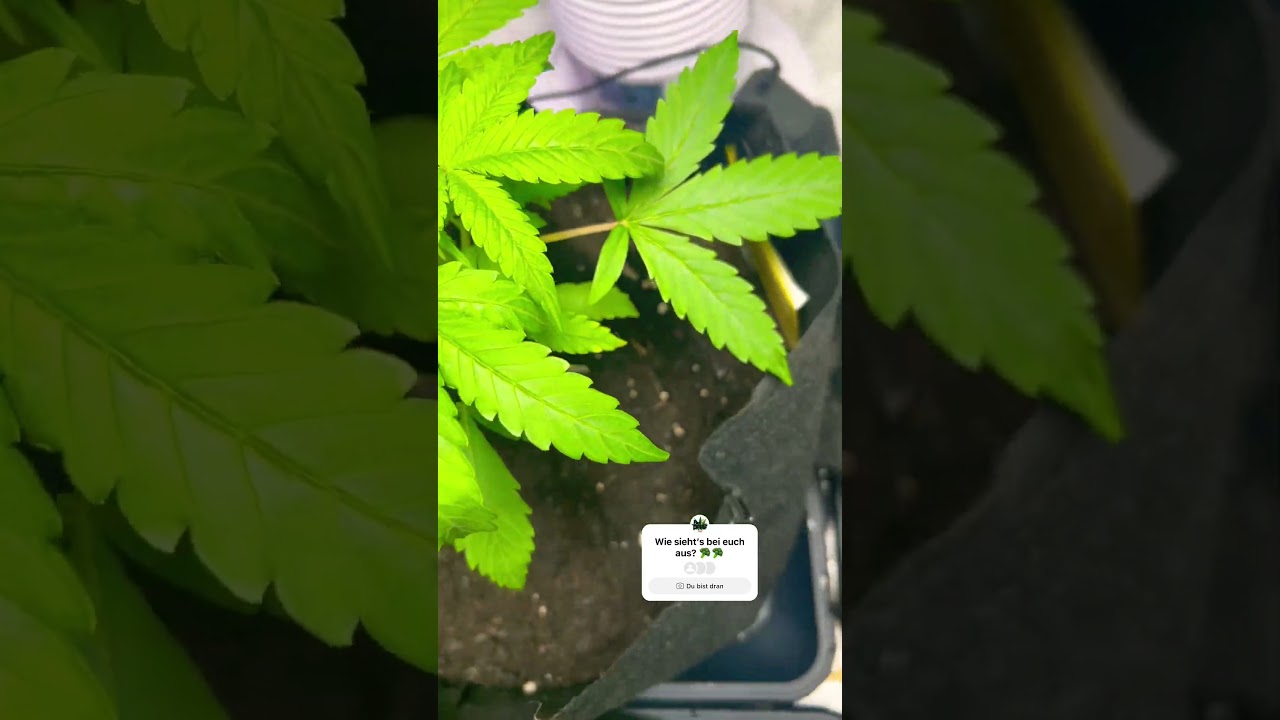 GROW l&auml;uft mit vollgas 💨🚗 #music #lofi #rap #cover #weed #grow