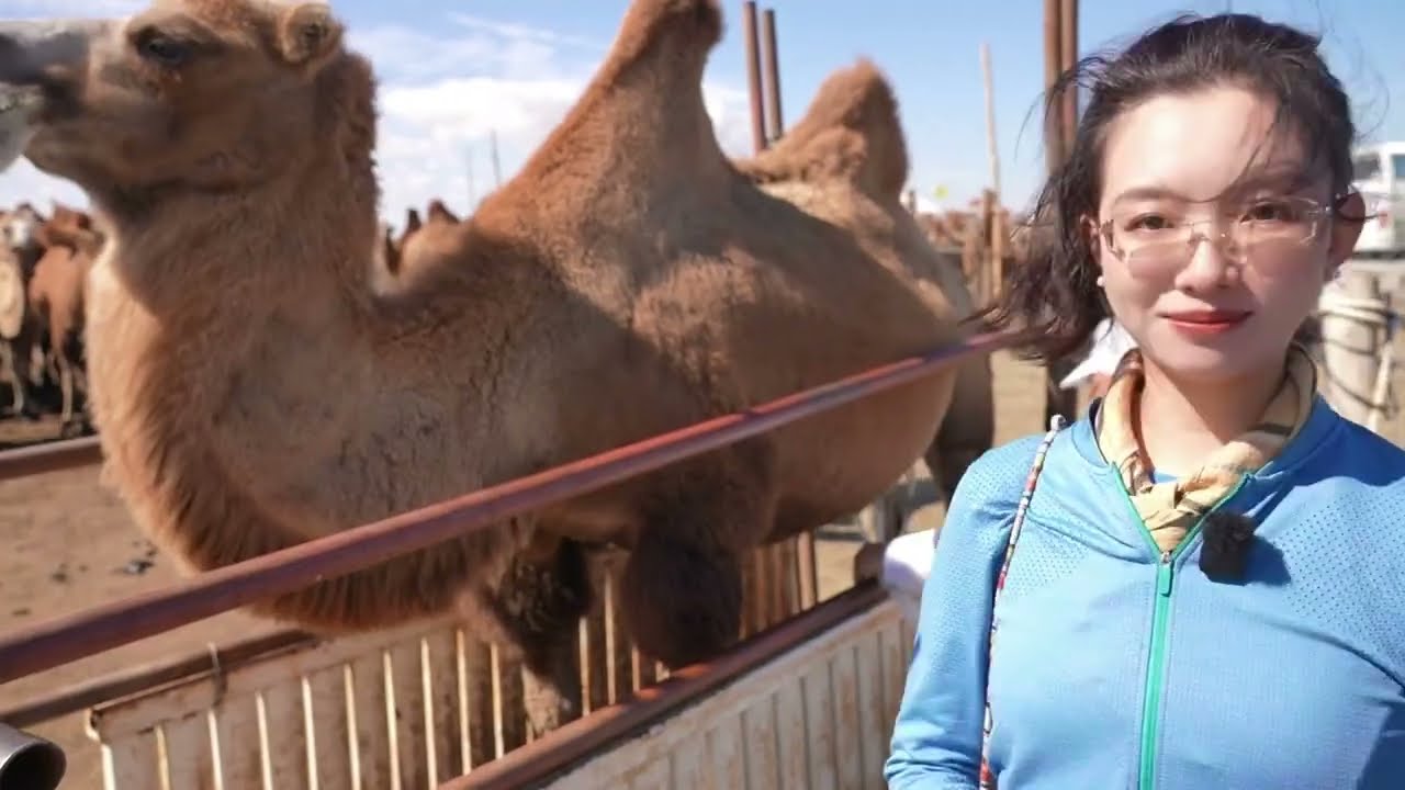 Camel Milk Fuels Economic Boom In Xinjiang's Altay