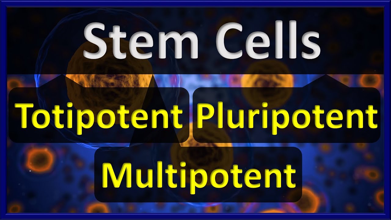 Stem Cells | Totipotent VS Pluripotent VS Multipotent Stem Cells
