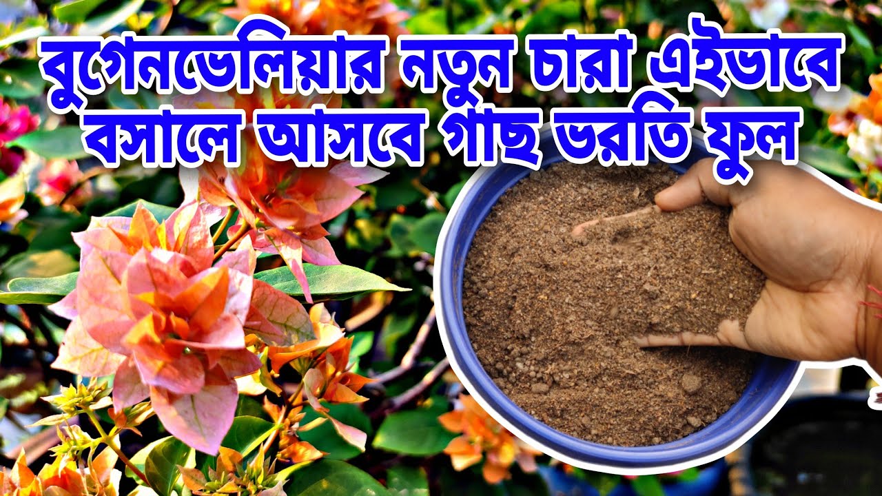 বুগেনভেলিয়া গাছ এইভাবে মাটিতে বসালে এক মাসের মধ্যে গাছে আসবে ভরতি ফুল || bougainvillea plant care ||