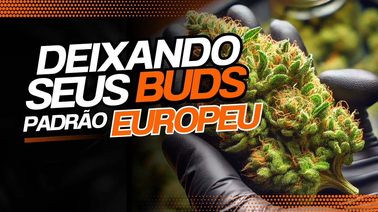 COMO TRIMAR E CURAR SUAS FLORES DE CANNABIS