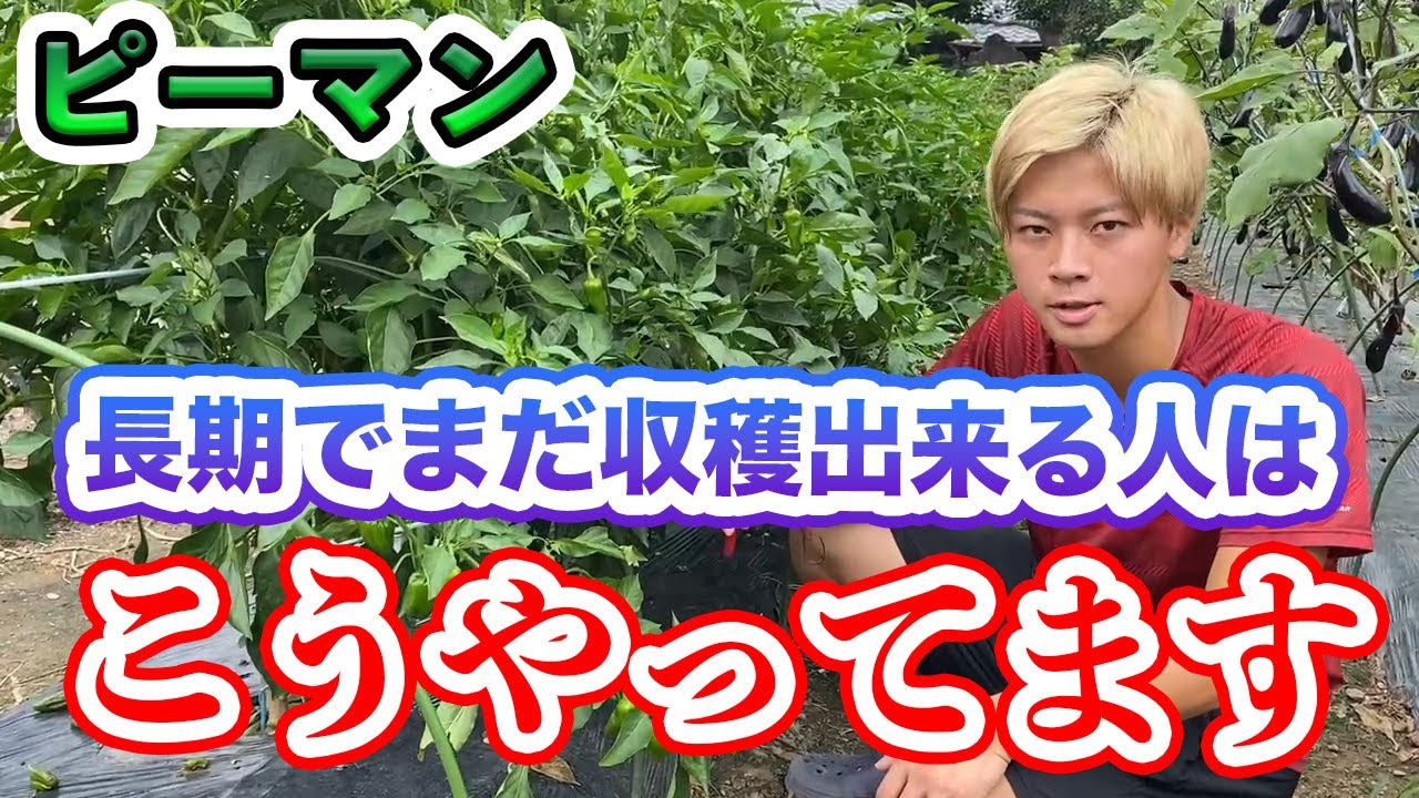【ピーマン】ここまで長く育てるコツ。剪定をするのみ！方法を紹介