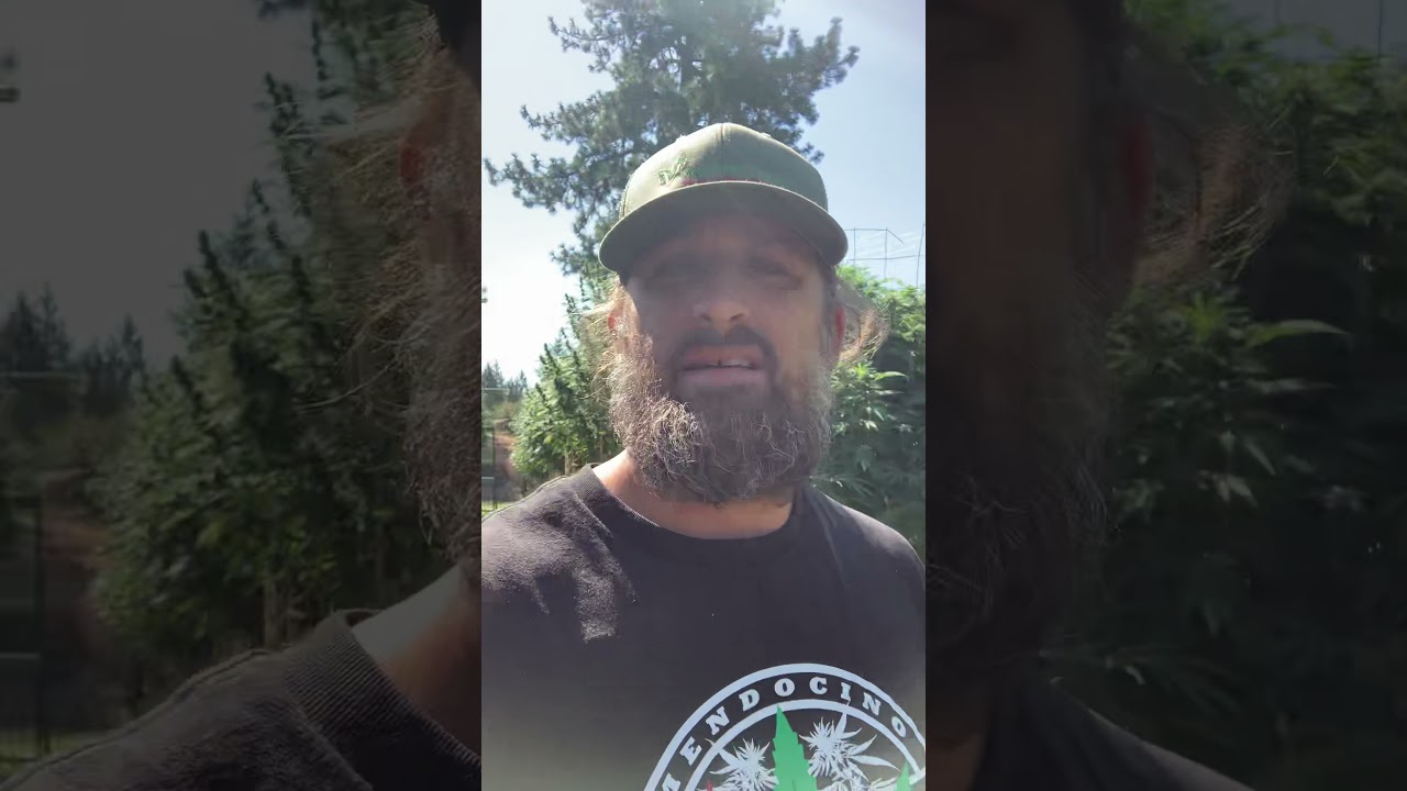 Taking Cuttings from a flowering cannabis plant to re-vegetate￼