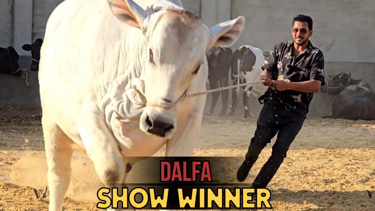 Dalfa Show Winner bull at Cattle Icon Karachi - Record Breaker Bull  😲 - Bakra Eid 2025
