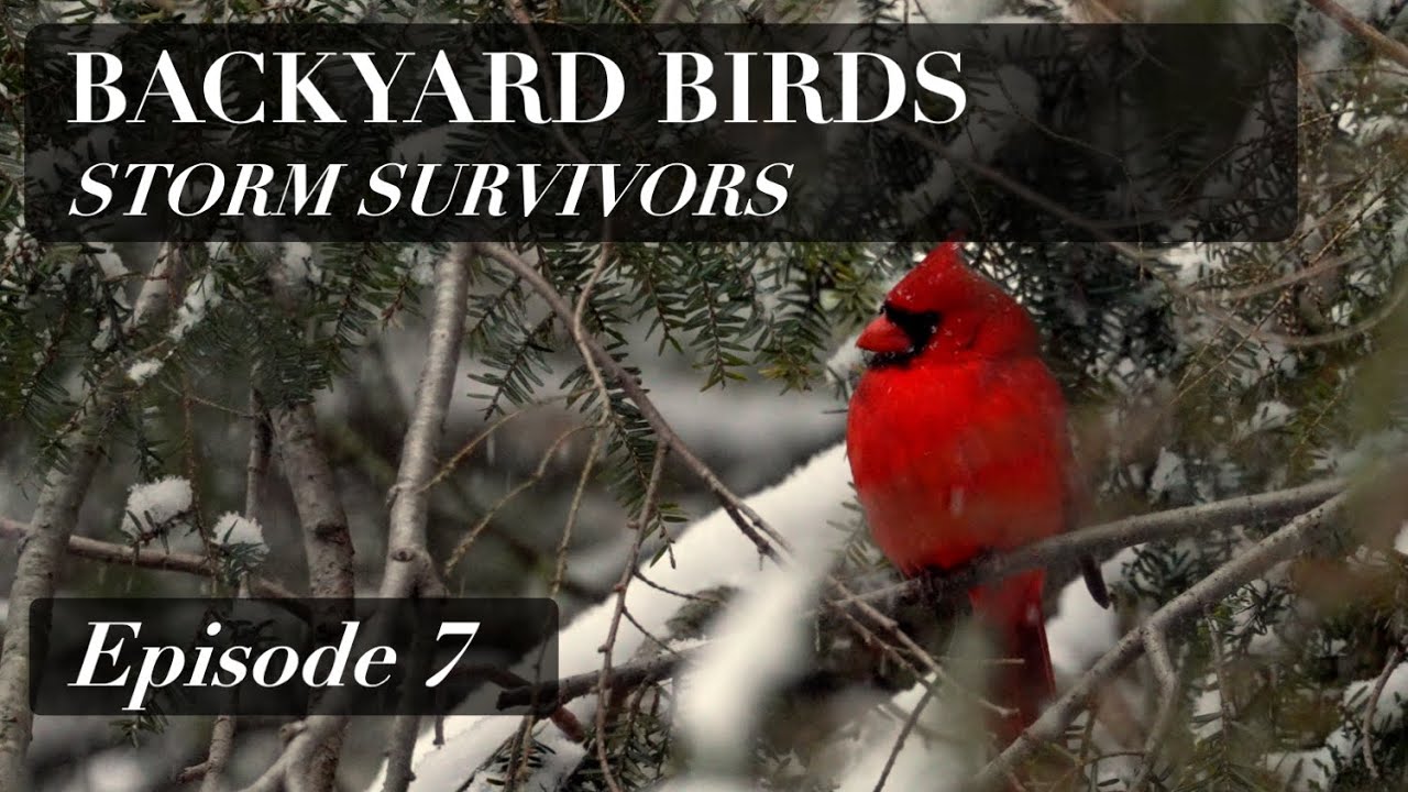 Connecticut's Backyard Birds - Storm Survivors