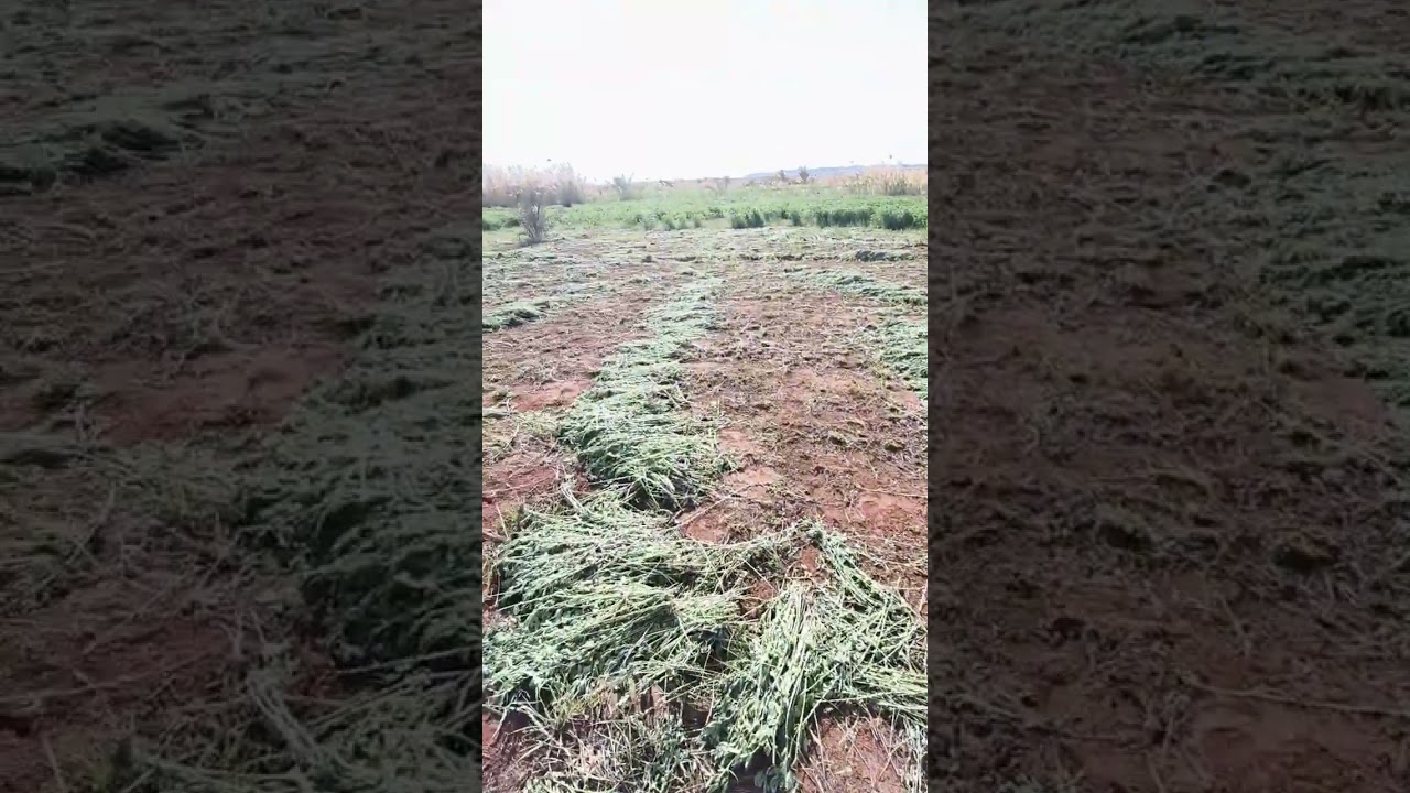 40 فدان جاهزين للزراعة بقريه منديشه 💥🔝 المهندس احمد عبد الباسط ✅🔝