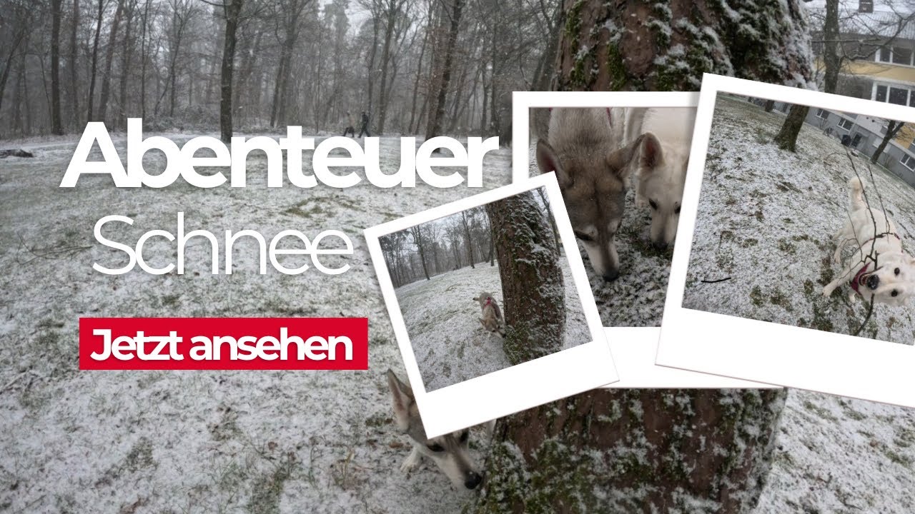 Unsere Hunde im ersten Schnee und dann passiert DAS!