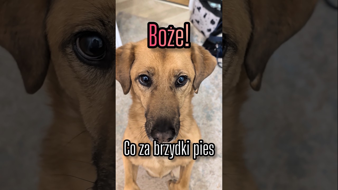 Czy wygląd 🐶 ma znaczenie? 🤔 #pies #piesek #kundelek #zwierzaki #psiamama #pieski