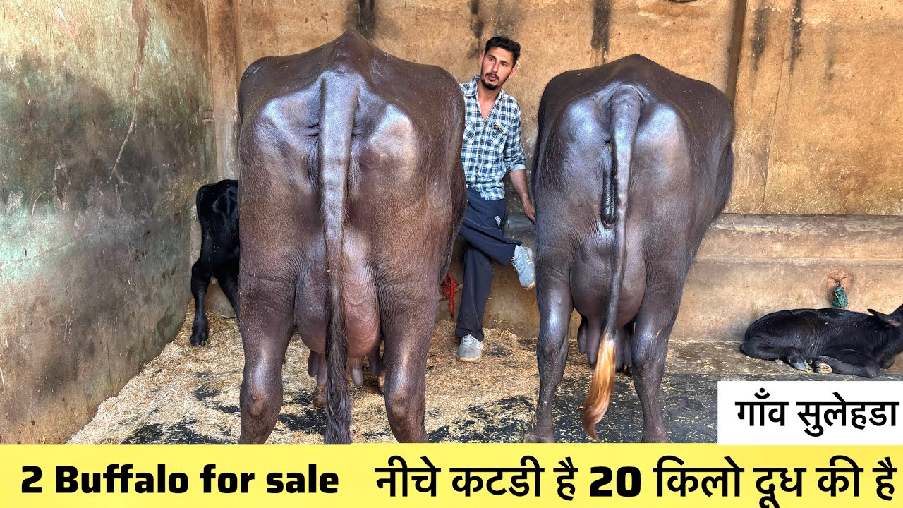 2 शानदार मुराह भैंस सुन्दर और दुधारू  ताज़ा बयाई दो झोटी 18 किलो वाली best Buffalo 