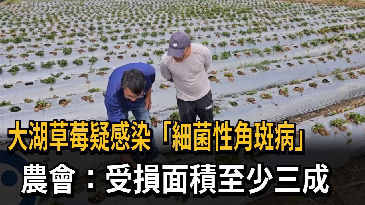 大湖草莓疑染「細菌性角斑病」 農會：受損至少3成－民視新聞