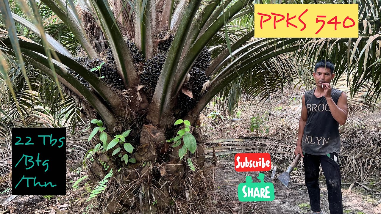 SEDAAAP‼️PPKS 540 = 22 Buah/Btg/Thn || Hanya 2 Pelepah Tidak Keluar Buah