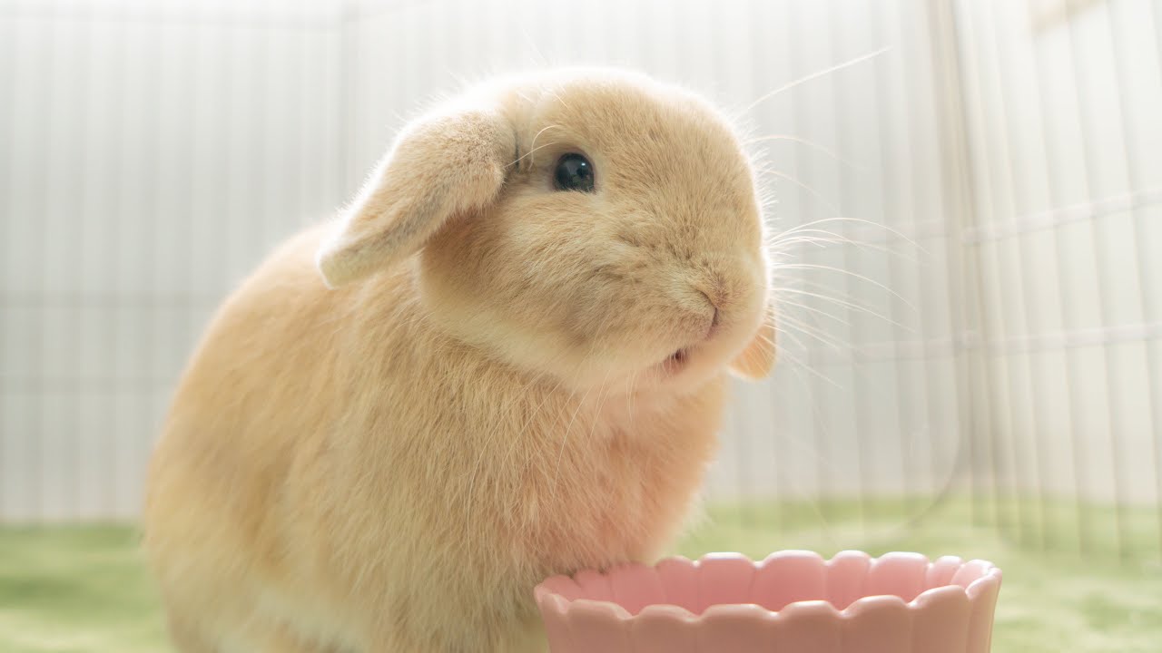 【うさぎの去勢】去勢手術を受けました。