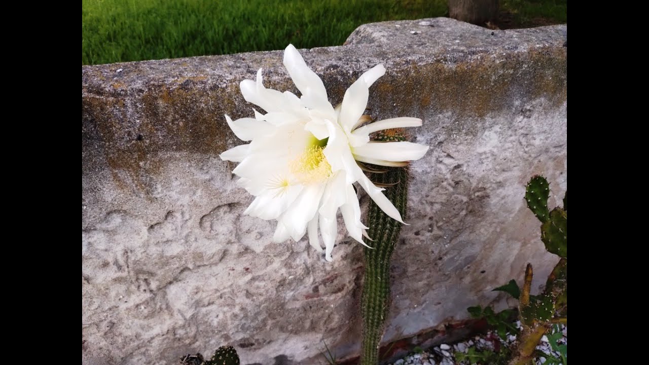Trichocereus strigosus capitulo 115 de cactusycrasasHC