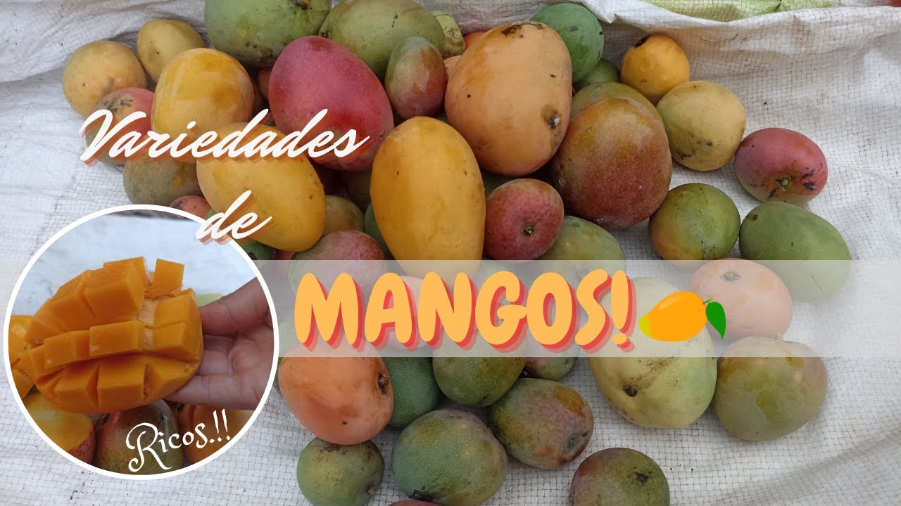Temporada de MANGOS🥭🥭 | Variedades | Sanly Vlogs!💕