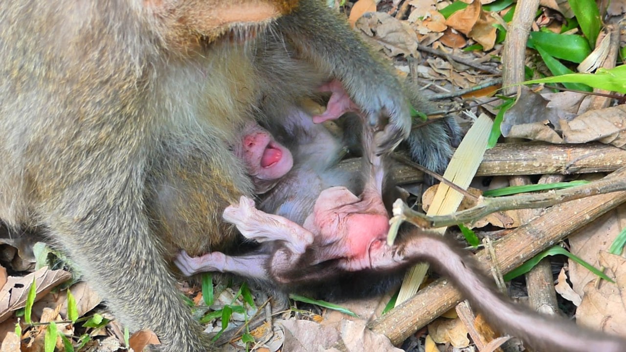 Young Amaya careless baby so tired all on ground | AB Wildlife