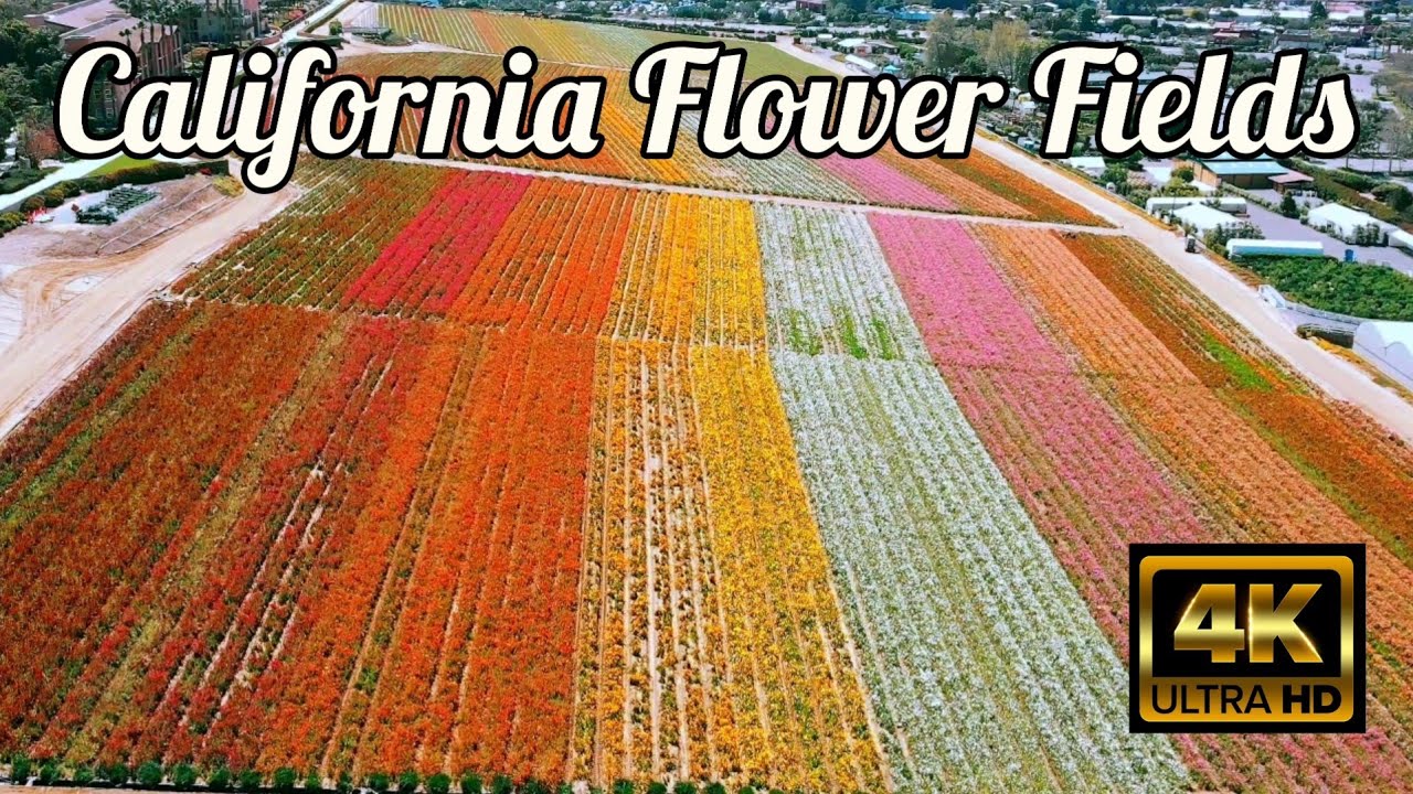 Beautiful California Flower Fields [DJI Drone Video]