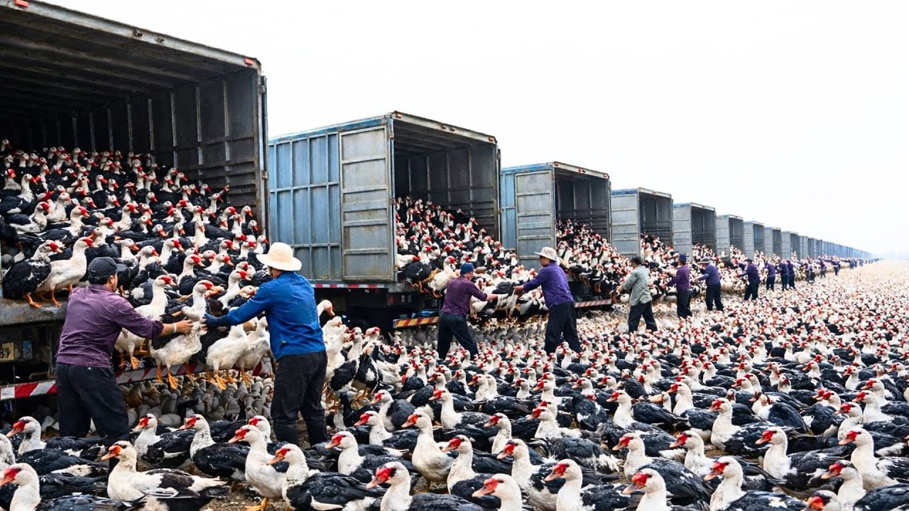 Inside the World’s Largest Duck Farms: Eggs, Feathers, and Meat Production Process