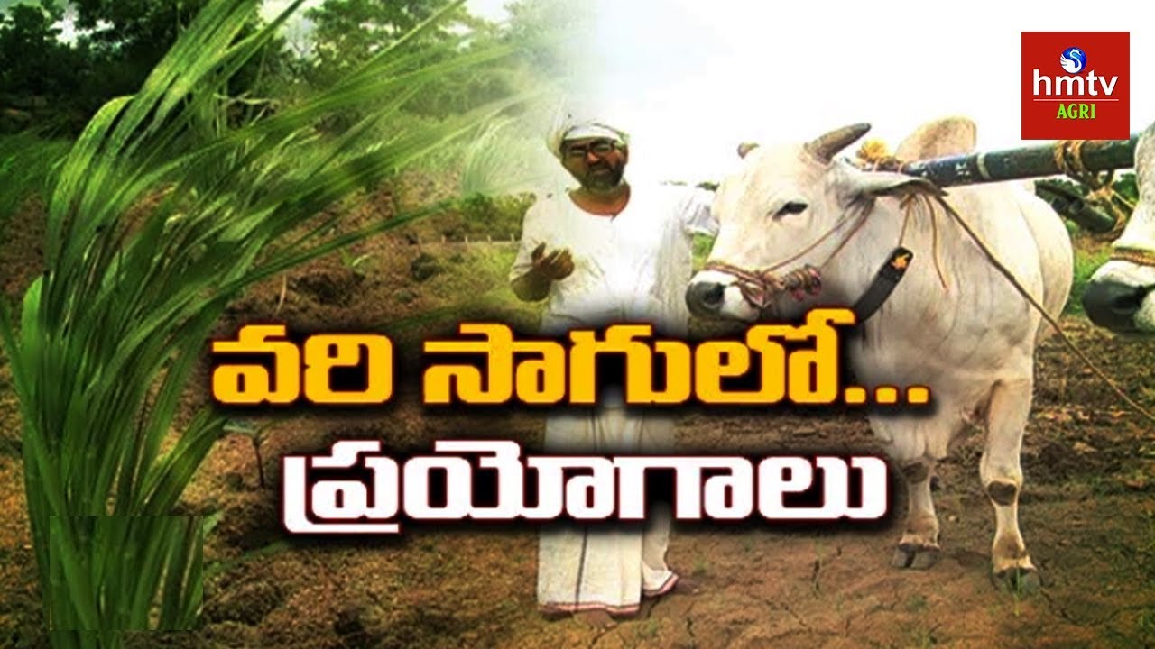 Farmer Vijay Ram New Techniques in Rice Cultivation | hmtv Agri